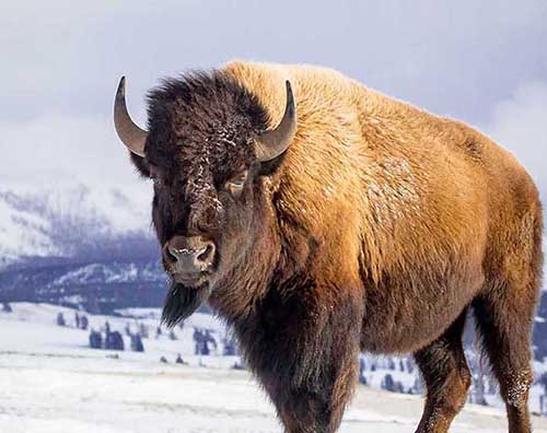 Bisons roaming Yellowstone